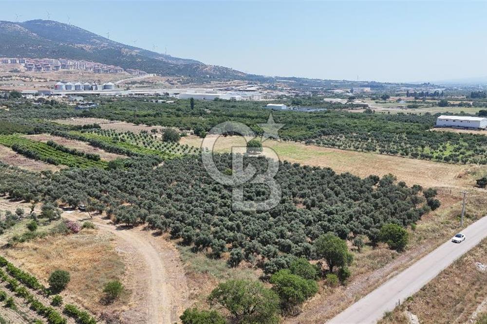 İZMİR Kemalpaşa Akalan'da Yola Cephe Satılık Zeytinlik