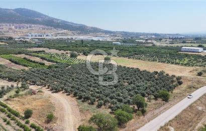 İZMİR Kemalpaşa Akalan'da Yola Cephe Satılık Zeytinlik