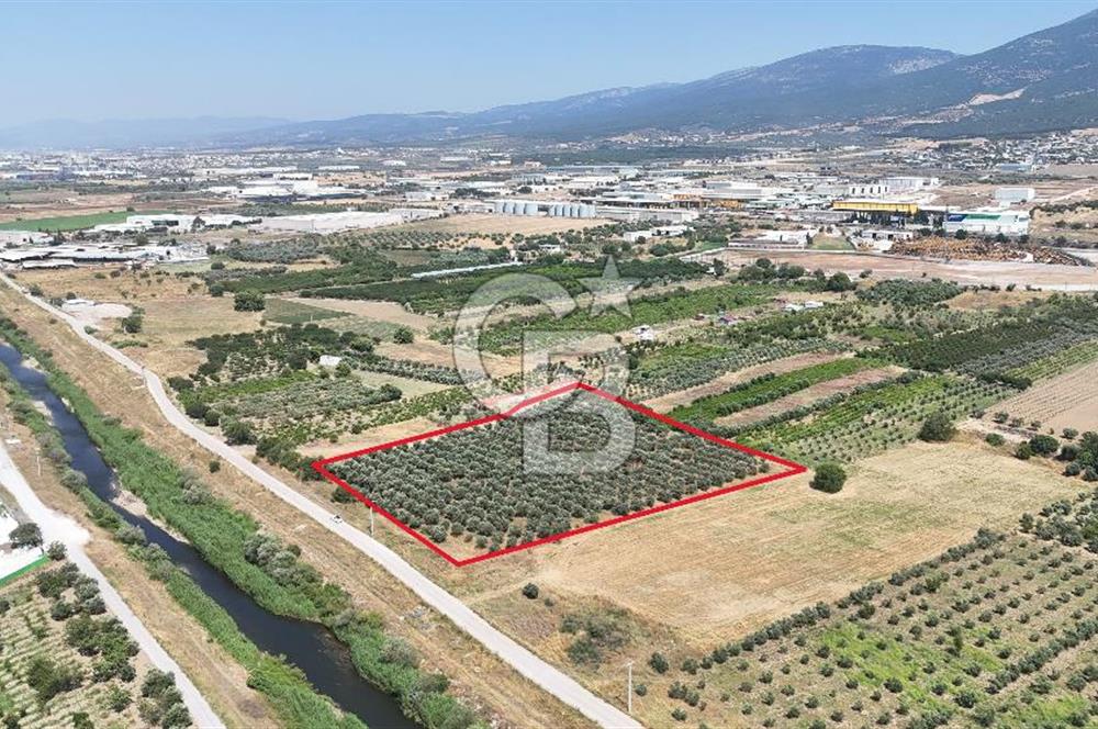 İZMİR Kemalpaşa Akalan'da Yola Cephe Satılık Zeytinlik