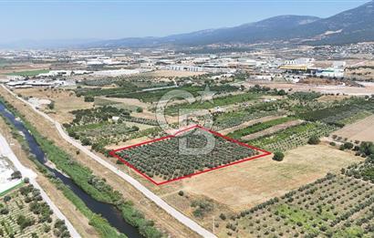 İZMİR Kemalpaşa Akalan'da Yola Cephe Satılık Zeytinlik