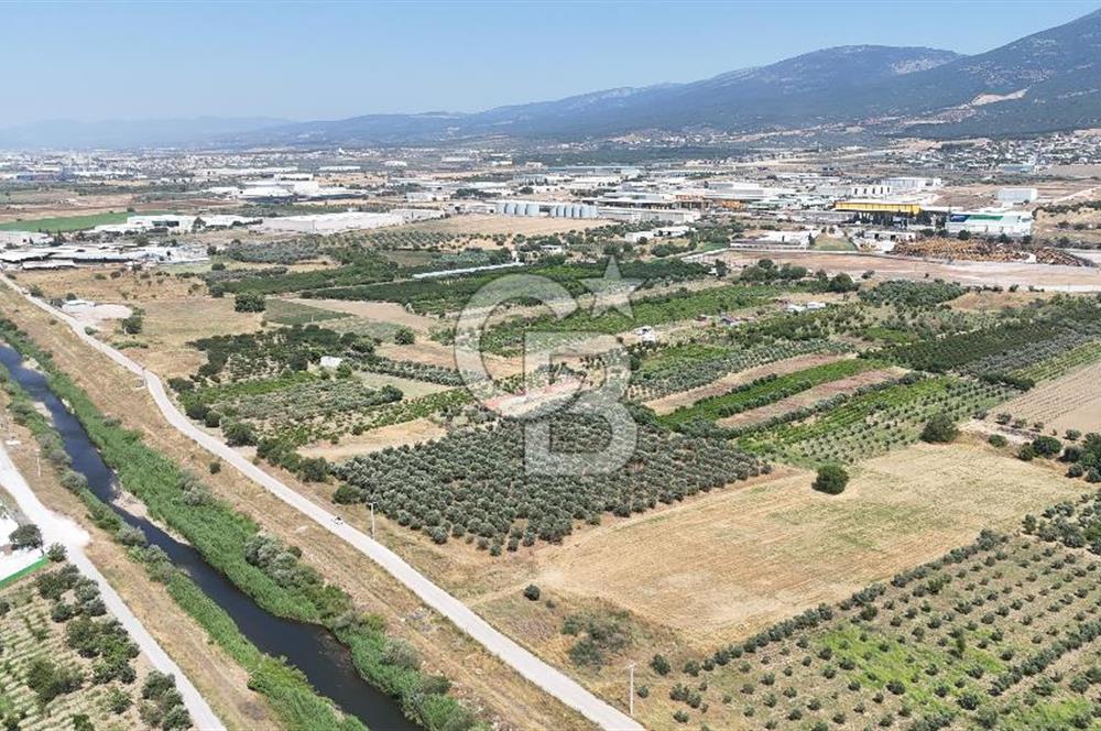 İZMİR Kemalpaşa Akalan'da Yola Cephe Satılık Zeytinlik
