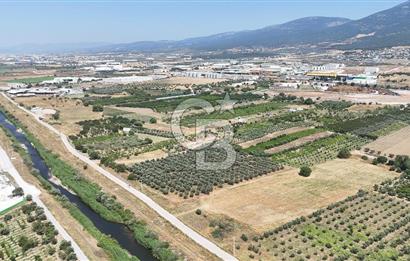 İZMİR Kemalpaşa Akalan'da Yola Cephe Satılık Zeytinlik