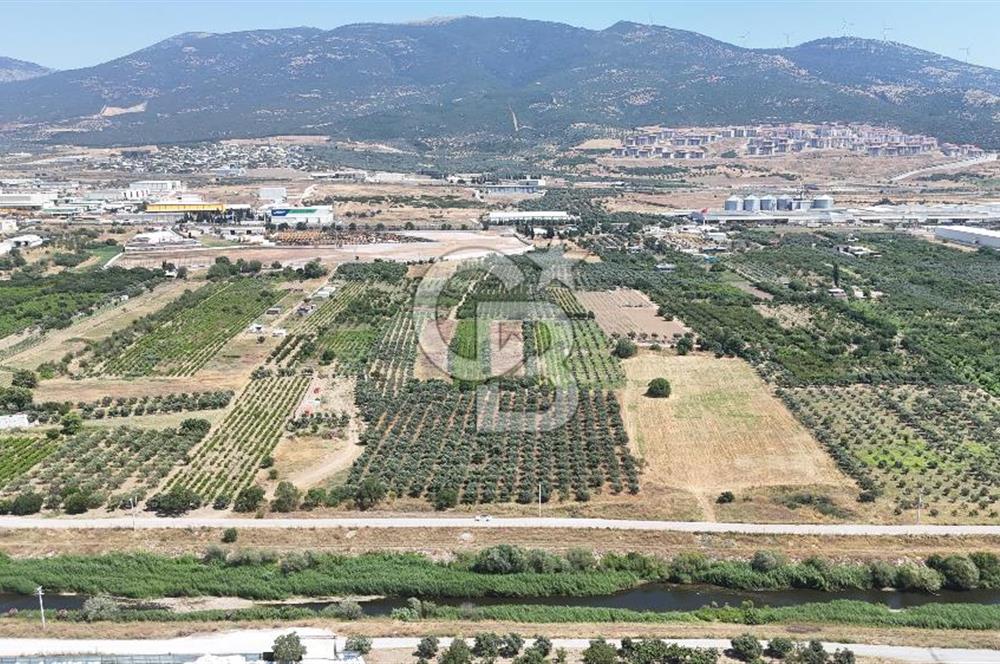 İZMİR Kemalpaşa Akalan'da Yola Cephe Satılık Zeytinlik