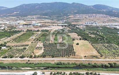 İZMİR Kemalpaşa Akalan'da Yola Cephe Satılık Zeytinlik