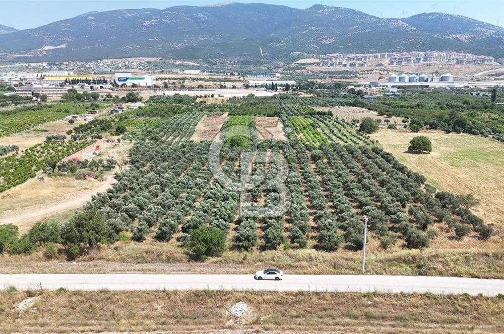 İZMİR Kemalpaşa Akalan'da Yola Cephe Satılık Zeytinlik