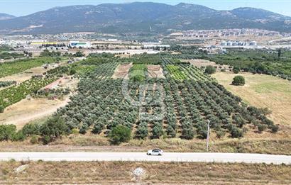 İZMİR Kemalpaşa Akalan'da Yola Cephe Satılık Zeytinlik