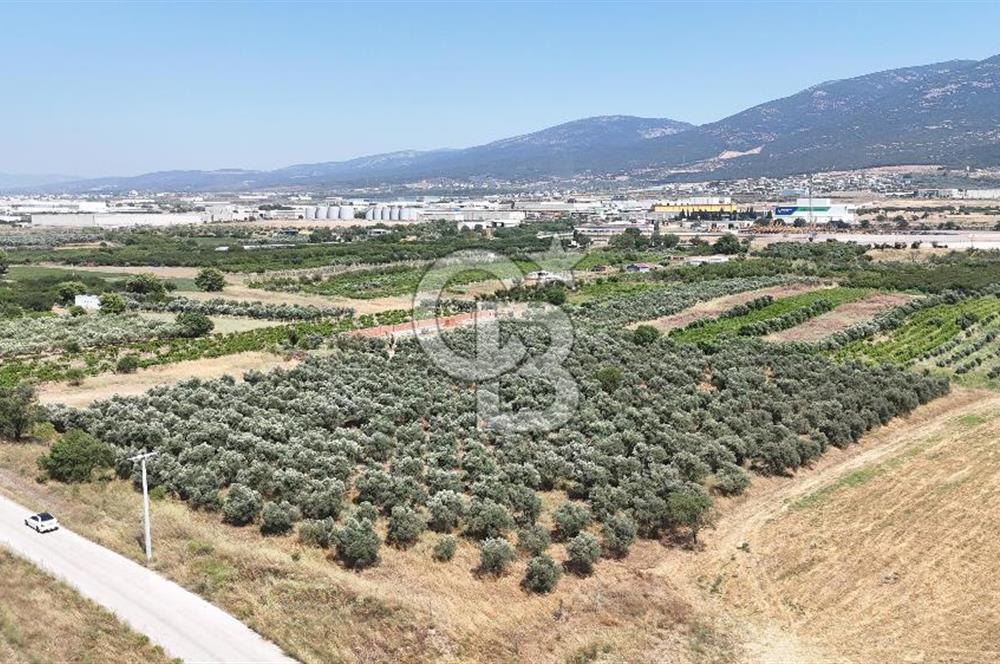İZMİR Kemalpaşa Akalan'da Yola Cephe Satılık Zeytinlik