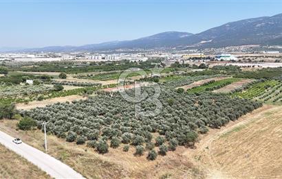 İZMİR Kemalpaşa Akalan'da Yola Cephe Satılık Zeytinlik