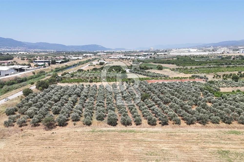 İZMİR Kemalpaşa Akalan'da Yola Cephe Satılık Zeytinlik