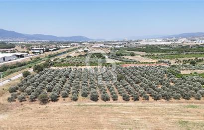 İZMİR Kemalpaşa Akalan'da Yola Cephe Satılık Zeytinlik