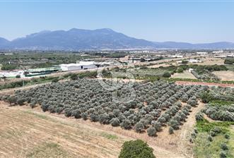 İZMİR Kemalpaşa Akalan'da Yola Cephe Satılık Zeytinlik - 1 - 357722