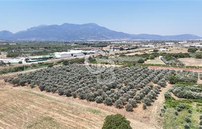 İZMİR Kemalpaşa Akalan'da Yola Cephe Satılık Zeytinlik