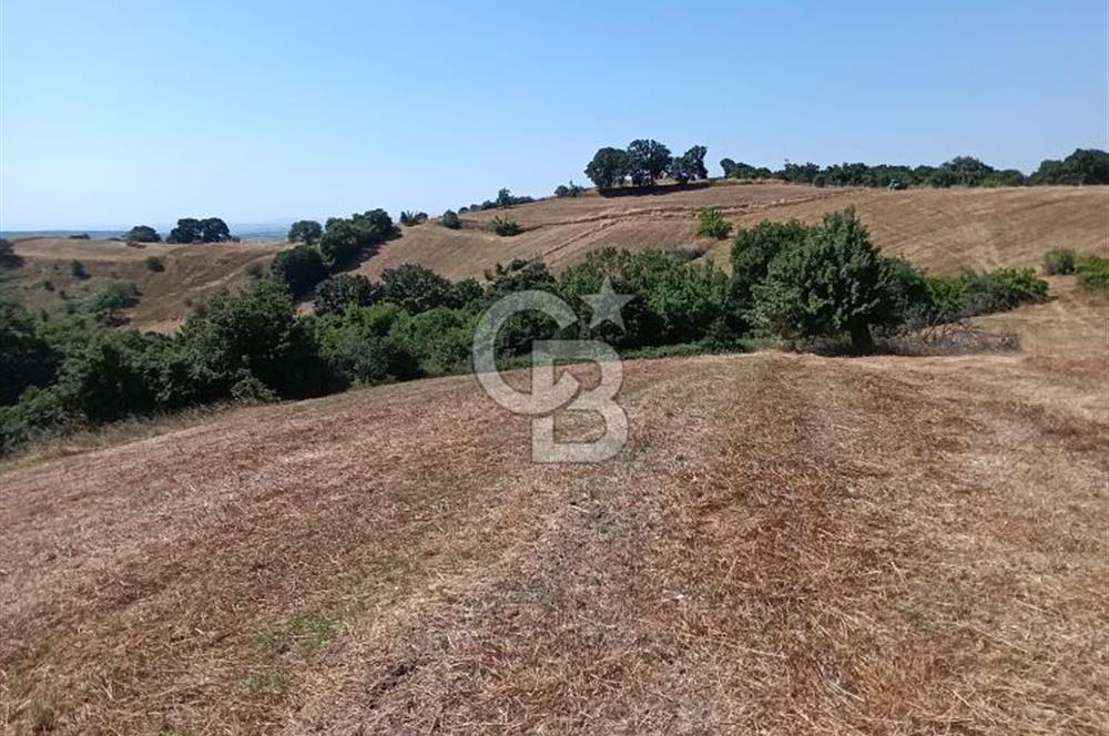 BİGA SAZOBA KÖYÜ 3800 M2 TARLA