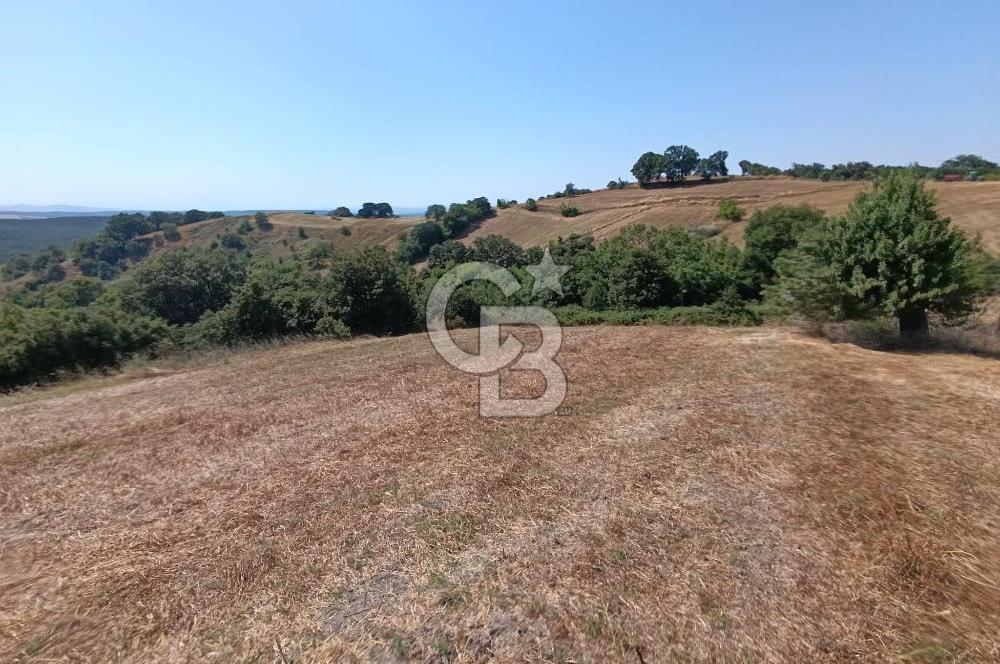 BİGA SAZOBA KÖYÜ 3800 M2 TARLA