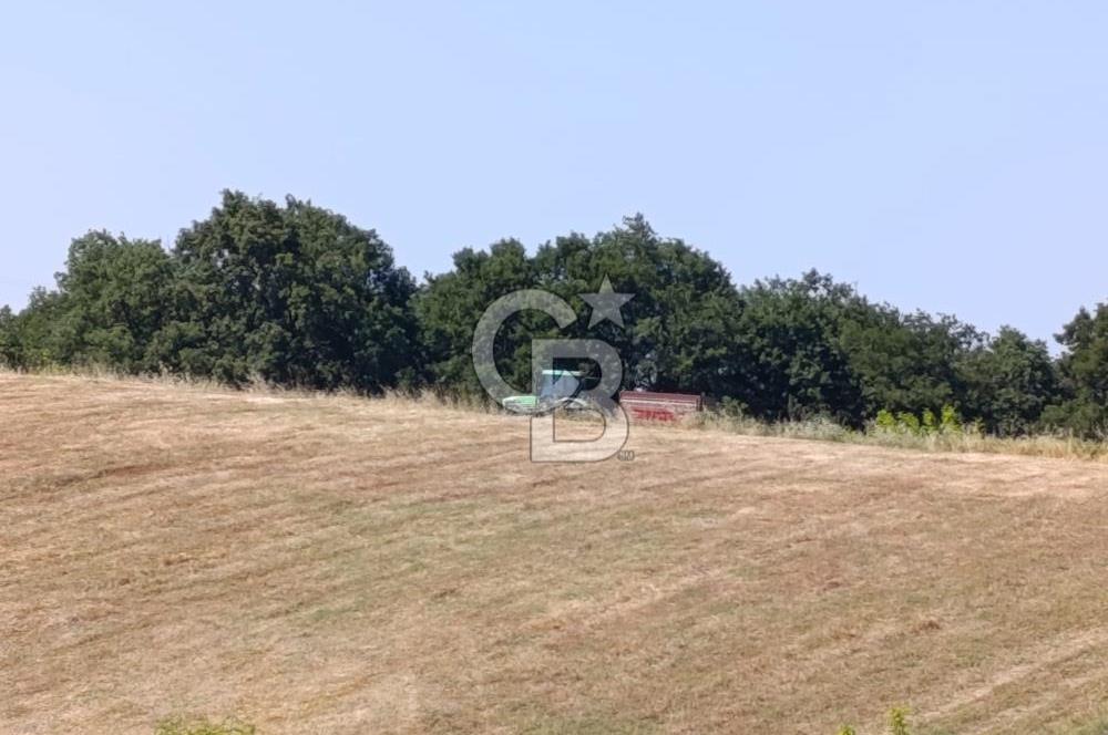 BİGA SAZOBA KÖYÜ 3800 M2 TARLA
