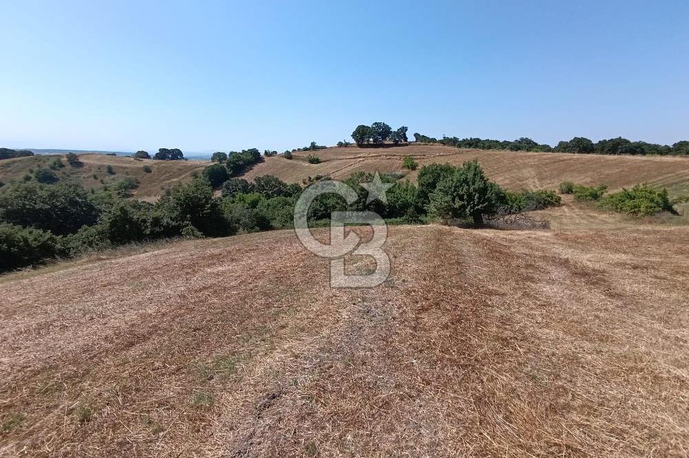 BİGA SAZOBA KÖYÜ 3800 M2 TARLA