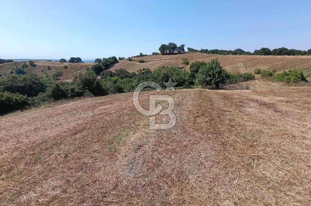 BİGA SAZOBA KÖYÜ 3800 M2 TARLA