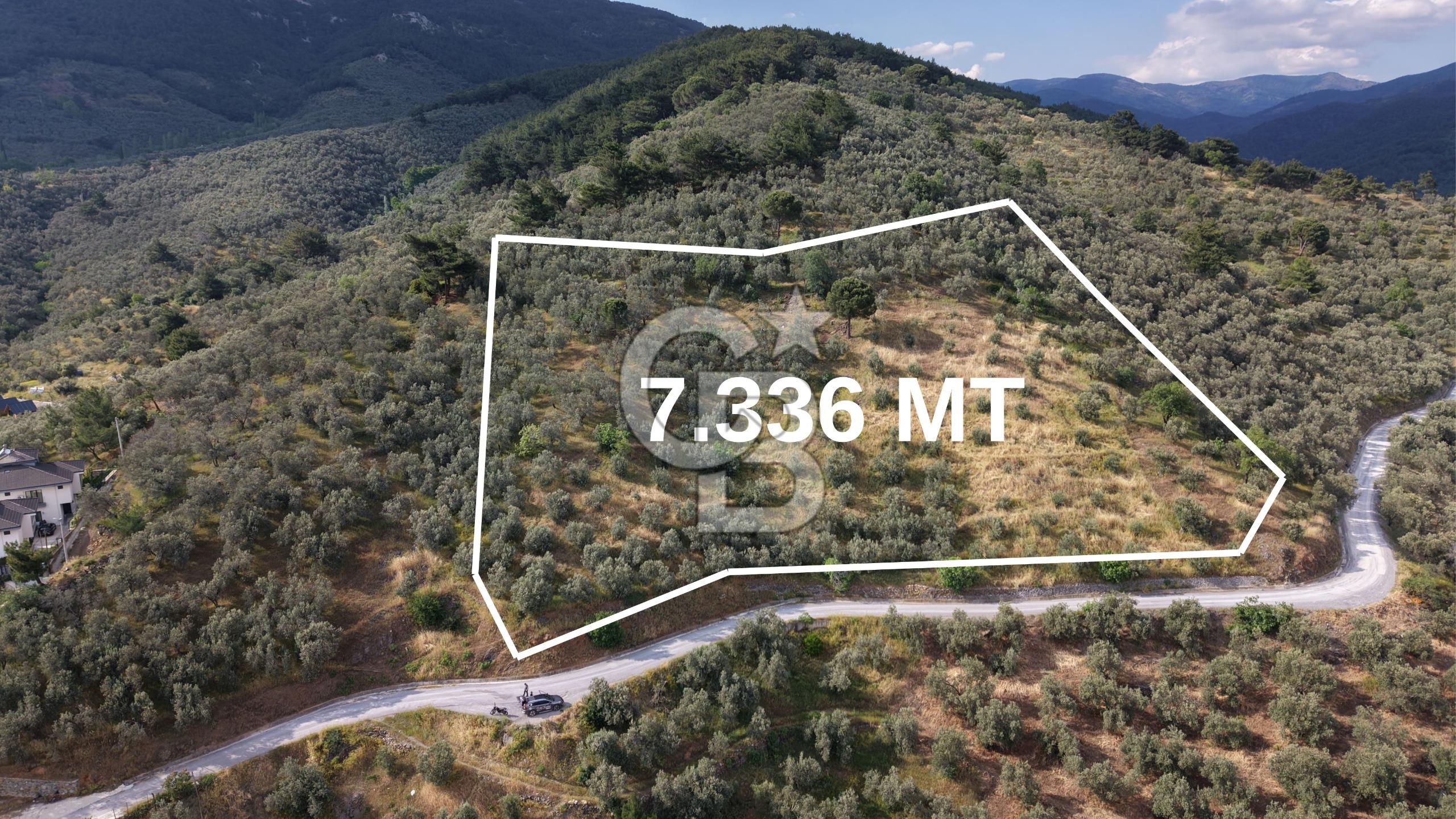 Mehmetalan Köyü'nde İmara Çok Yakın Deniz Manzaralı Zeytinlik