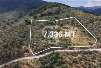 Mehmetalan Köyü'nde İmara Çok Yakın Deniz Manzaralı Zeytinlik - 3 - 357889