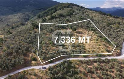Mehmetalan Köyü'nde İmara Çok Yakın Deniz Manzaralı Zeytinlik