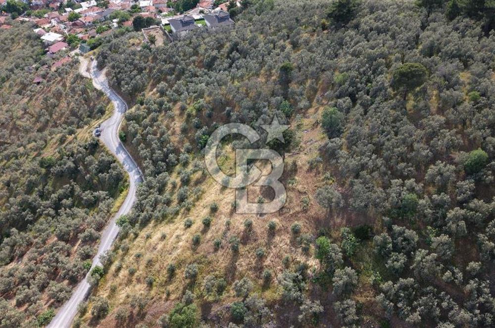 Mehmetalan Köyü'nde İmara Çok Yakın Deniz Manzaralı Zeytinlik