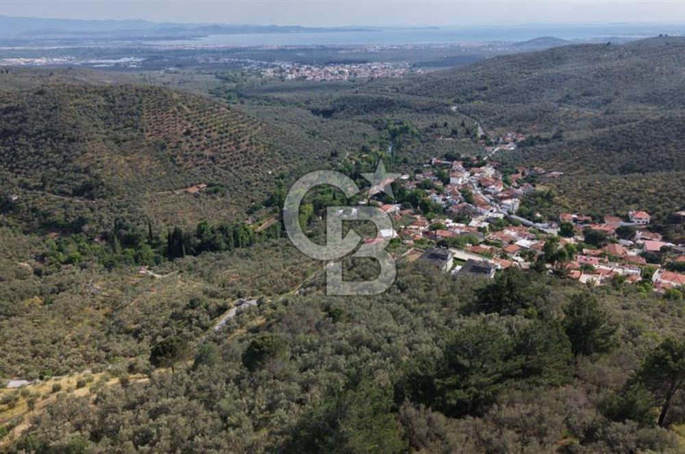 Mehmetalan Köyü'nde İmara Çok Yakın Deniz Manzaralı Zeytinlik