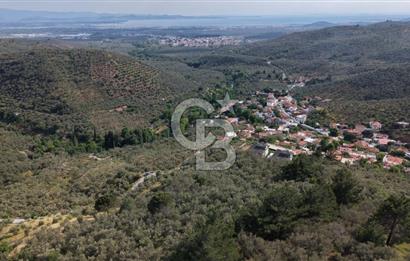 Mehmetalan Köyü'nde İmara Çok Yakın Deniz Manzaralı Zeytinlik