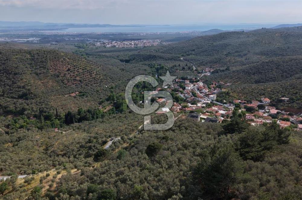 Mehmetalan Köyü'nde İmara Çok Yakın Deniz Manzaralı Zeytinlik