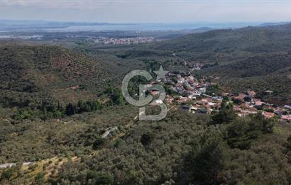 Mehmetalan Köyü'nde İmara Çok Yakın Deniz Manzaralı Zeytinlik