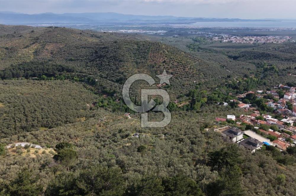 Mehmetalan Köyü'nde İmara Çok Yakın Deniz Manzaralı Zeytinlik