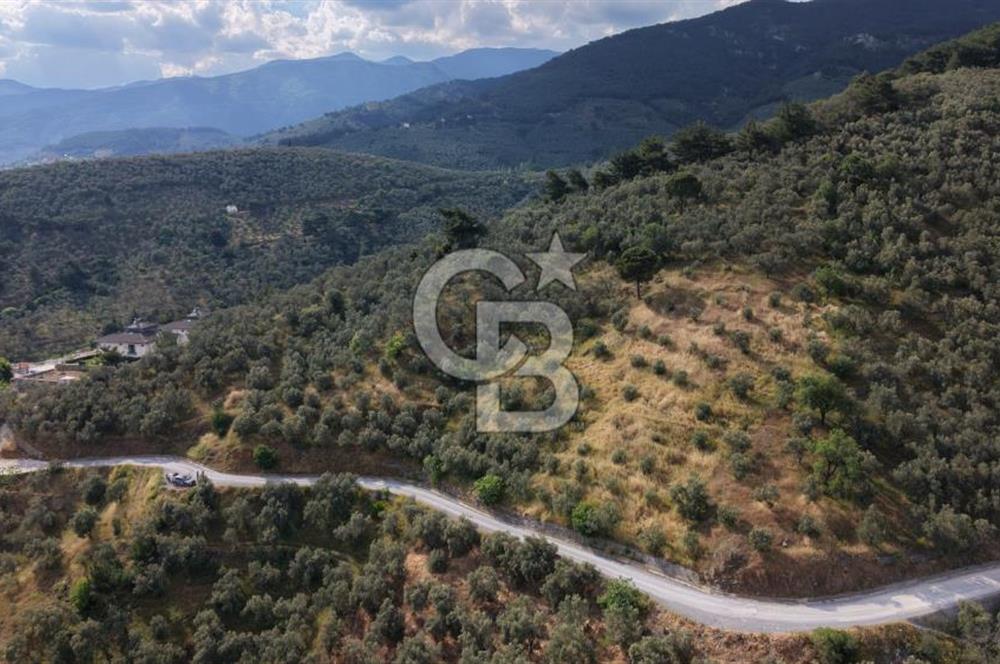 Mehmetalan Köyü'nde İmara Çok Yakın Deniz Manzaralı Zeytinlik