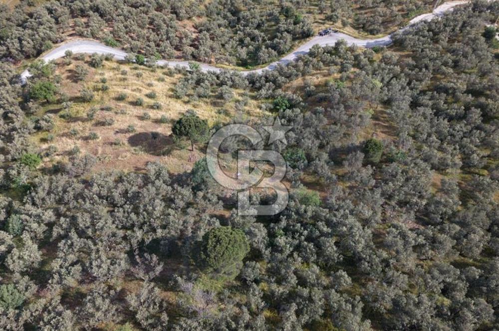Mehmetalan Köyü'nde İmara Çok Yakın Deniz Manzaralı Zeytinlik
