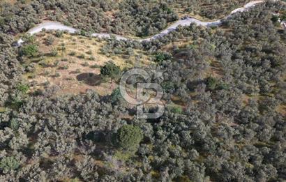 Mehmetalan Köyü'nde İmara Çok Yakın Deniz Manzaralı Zeytinlik