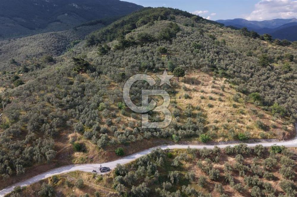 Mehmetalan Köyü'nde İmara Çok Yakın Deniz Manzaralı Zeytinlik