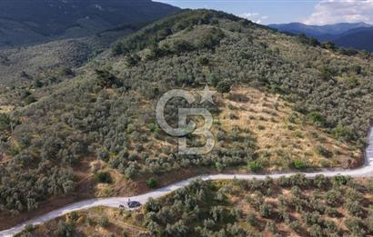 Mehmetalan Köyü'nde İmara Çok Yakın Deniz Manzaralı Zeytinlik