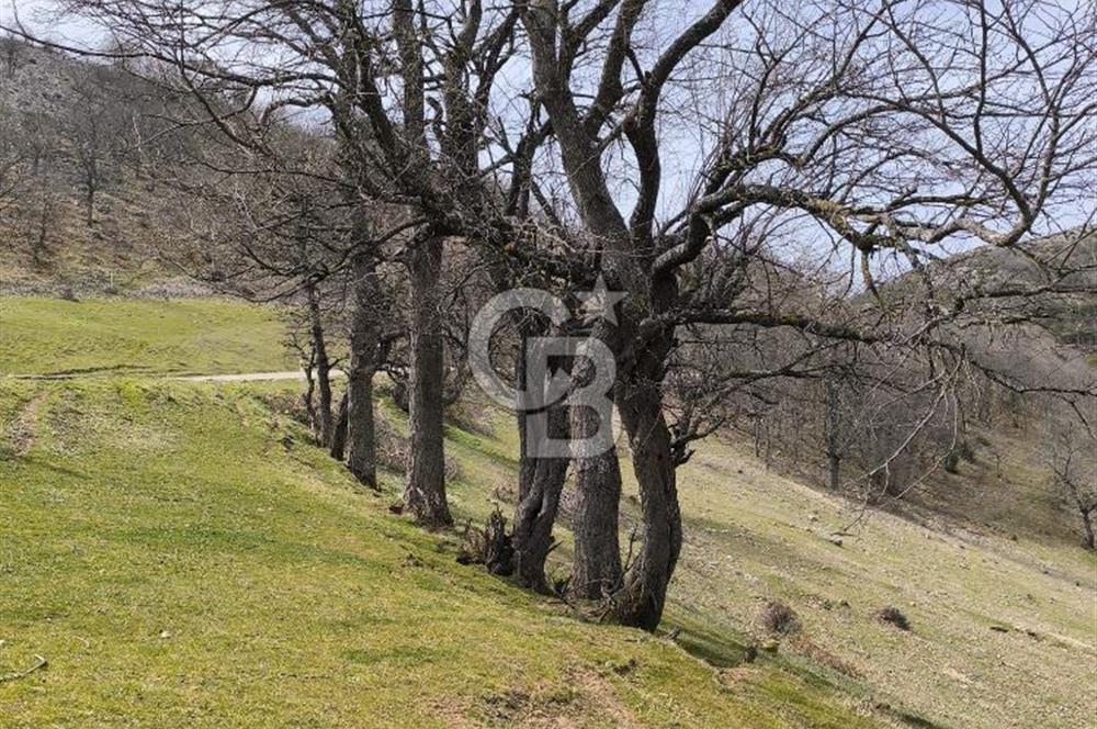 Bursa iznik İhsaniyede satılık tarla