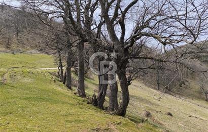 Bursa iznik İhsaniyede satılık tarla