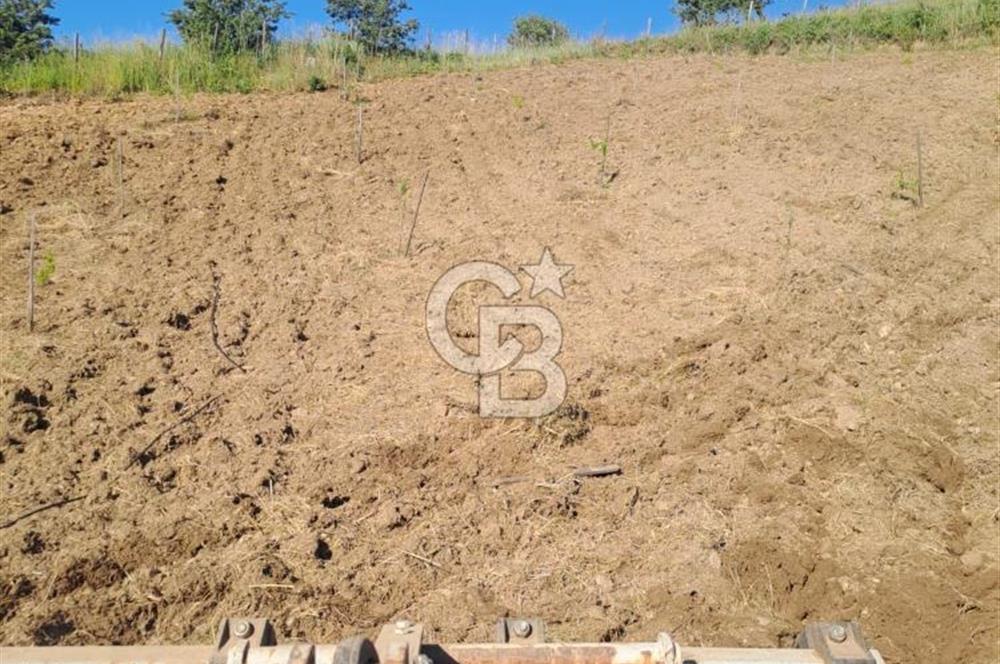 ÇANAKKALE - BAYRAMİÇ - SARIOT’TA 7300 M2 ARSA