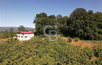 HENDEK PAŞAKÖYDE SATILIK YOLA CEPHELİ VERİMLİ FINDIK BAHÇESİ