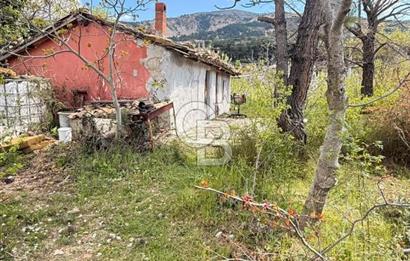 EVONADAN MANİSA YUNUSEMRE TURGUTALP SATILIK KİRAZ BAHÇESİ