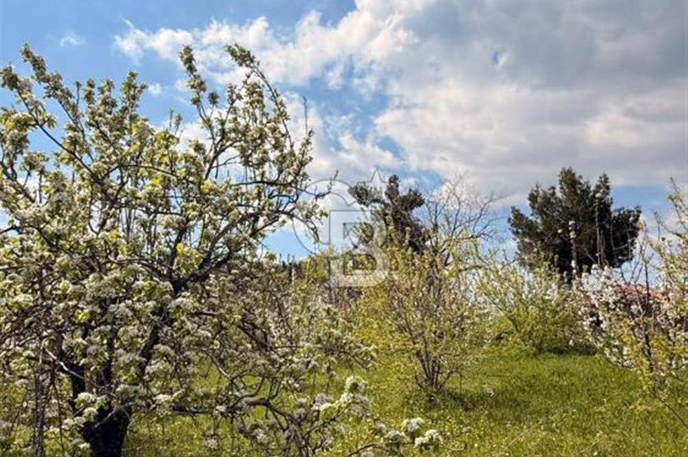 EVONADAN MANİSA YUNUSEMRE TURGUTALP SATILIK KİRAZ BAHÇESİ