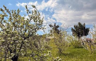 EVONADAN MANİSA YUNUSEMRE TURGUTALP SATILIK KİRAZ BAHÇESİ