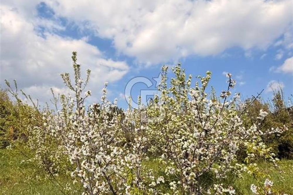 EVONADAN MANİSA YUNUSEMRE TURGUTALP SATILIK KİRAZ BAHÇESİ