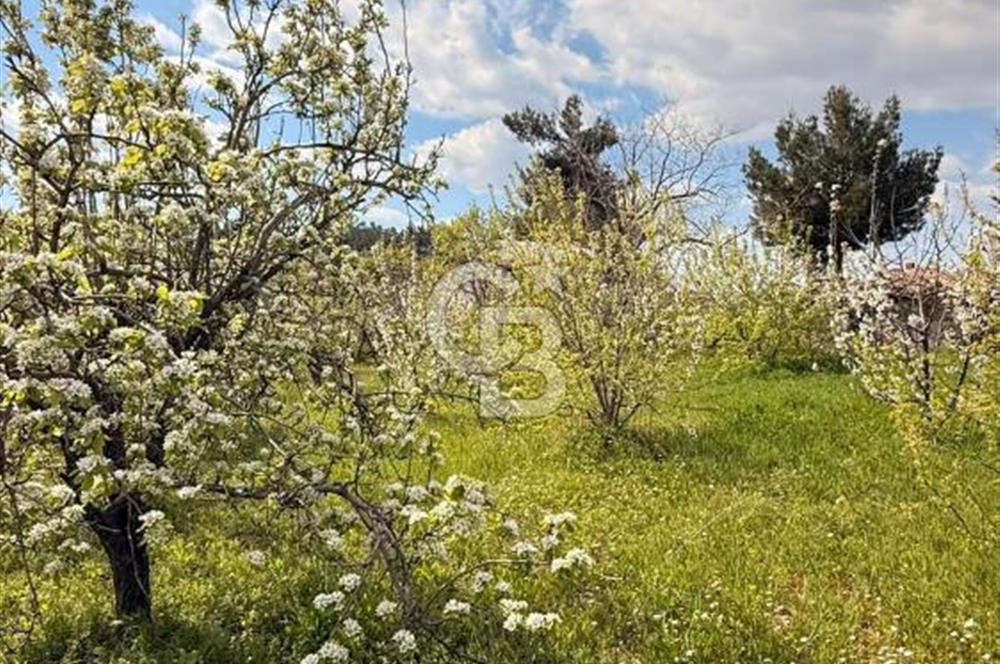 EVONADAN MANİSA YUNUSEMRE TURGUTALP SATILIK KİRAZ BAHÇESİ