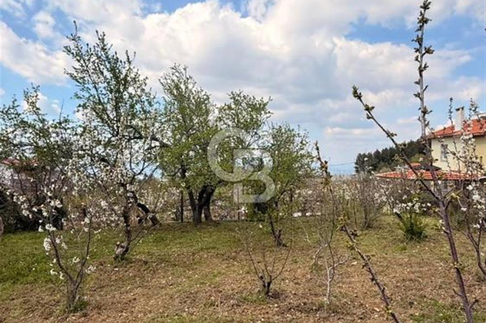 EVONADAN MANİSA YUNUSEMRE TURGUTALP SATILIK KİRAZ BAHÇESİ