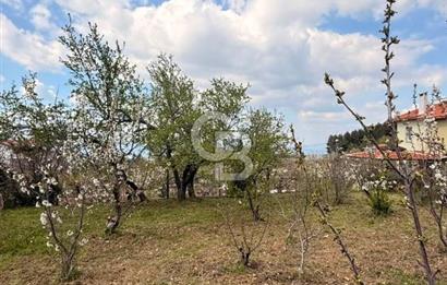 EVONADAN MANİSA YUNUSEMRE TURGUTALP SATILIK KİRAZ BAHÇESİ