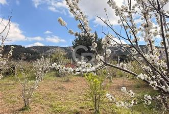 EVONADAN MANİSA YUNUSEMRE TURGUTALP SATILIK KİRAZ BAHÇESİ - 9 - 357921