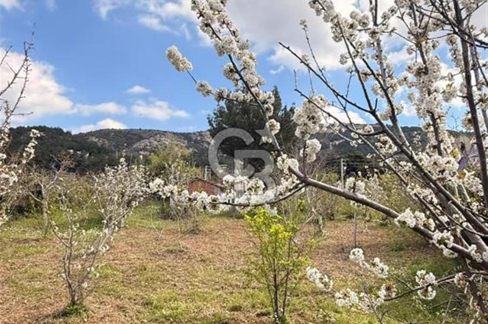 EVONADAN MANİSA YUNUSEMRE TURGUTALP SATILIK KİRAZ BAHÇESİ