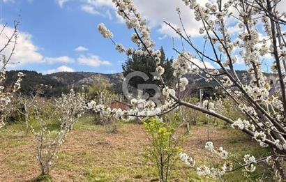 EVONADAN MANİSA YUNUSEMRE TURGUTALP SATILIK KİRAZ BAHÇESİ