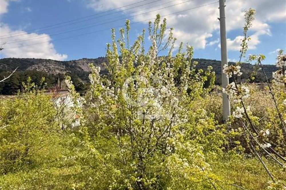 EVONADAN MANİSA YUNUSEMRE TURGUTALP SATILIK KİRAZ BAHÇESİ